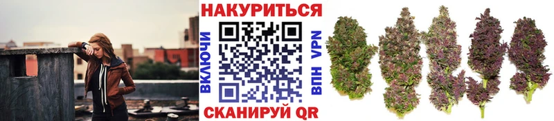 купить наркотик  Сусуман  MEGA вход  Каннабис Amnesia 